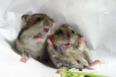 Mouse Computer Wallpapers, Desktop Backgrounds