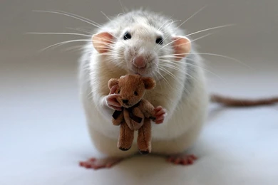 Download Animals Mouse Wallpapers 850x654