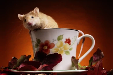 Free Cup Of Mouse Wallpapers, Free Cup Of Mouse HD Wallpapers, Cup ...