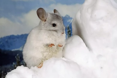 Desktop Wallpapers · Gallery · Animals · White Mouse