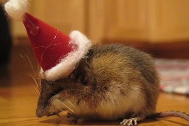 Christmas Mouse Wallpapers   Crazy Frankenstein