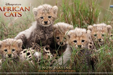 African Cats – Very Sweeet & Cuty Wallpapers