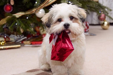 Animals: Puppy Ready Christmas Gift Dog Red Tree Cuty Best ...