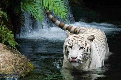 High Resolution White Tiger Wallpapers 1920×1080 Full Size ...