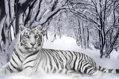High Resolution Tiger White Tiger Wallpapers Full Size ...