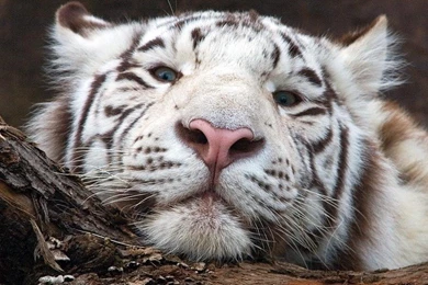 Baby White Tiger Wallpapers For Desktop F6F
