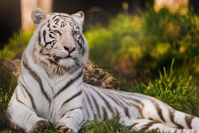 high resolution tiger white tiger wallpapers full size desktop