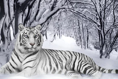 White Tiger In Forest Wallpapers ZX4