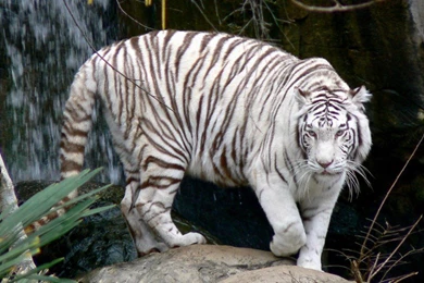 13 Most Amazing Tiger Desktop Wallpapers On Behance