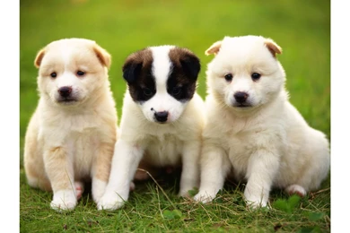 Cuty Dog 4K Wallpapers