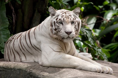 4K (ULTRA HD, UHD) / 3840x2160 / White Tiger Wallpapers And ...