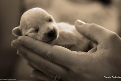 Dogs Share Life Puppy Cuty Baby Love Wallpapers Pictures Free ...