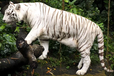 Beautiful White Tiger Wallpapers – Free Full Hd Wallpapers For ...