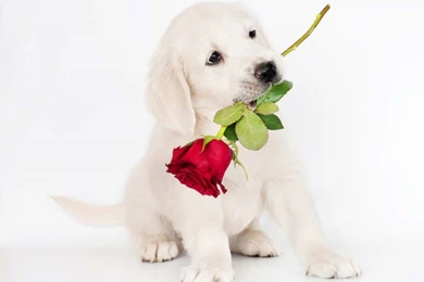 Cute Puppies And Dogs Images