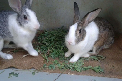 Lovely Cute Awesome Rabbit Images