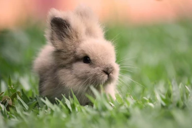 Lovely Cute Awesome Rabbit Images