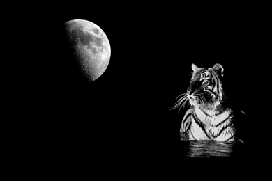 White Tiger Important Quotes. QuotesGram