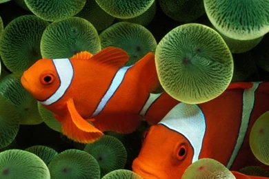 iPhone 5 Wallpapers HD Apple System Default Wallpapers Fish ...