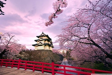 Cherry Blossoms, Japan HD Desktop Wallpapers : High Definition ...