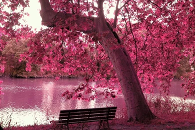 Cherry Blossom Desktop Backgrounds   Wallpapers Cave