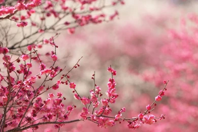 Japanese Cherry Blossom Wallpapers