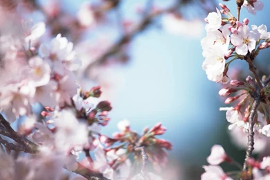 1280x1024 Japanese Sakura Photos   Japanese Cherry Blossom ...