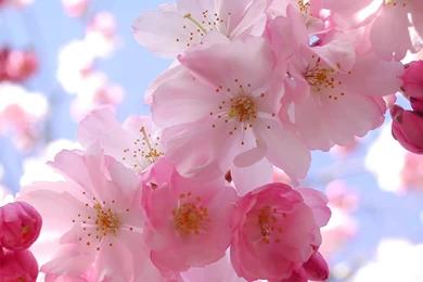 Japanese Sakura Wallpapers Cherry Blossom S