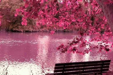 Red Japanese Cherry Blossom Wallpapers