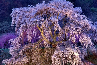 Japan Cherry Blossoms Flowers Spring Flowered Trees Wallpapers ...