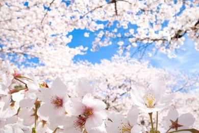 Cherry Blossom Wallpapers   Android Apps On Google Play