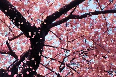 Wallpaper Backgrounds Beautiful Japanese Cherry Blossom Season 2 ...