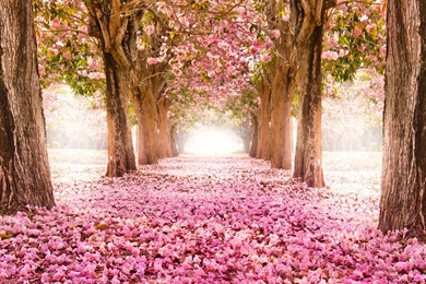 Japanese Cherry Blossom Wallpapers Wallpapers