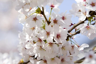 Download Japanese Cherry Blossoms Wallpapers 1920x1080