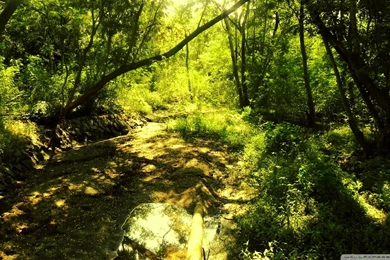 Enchanted Forest Backgrounds   Wallpapers Cave