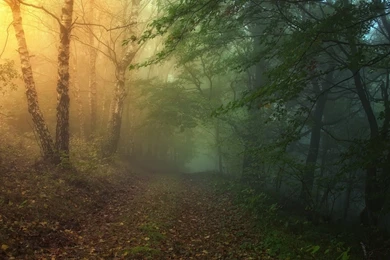 Top Big Screensaver: Magic Forest Screensaver