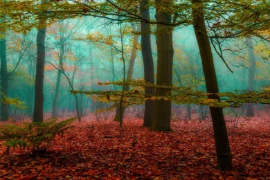 Magic, Forest, Mist, Nature, Leaves, Wood, Sunrise, Landscape ...
