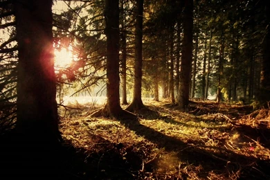 Coniferous Magic Forest Landscapes