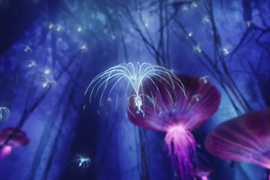 12449 Woodsprite Avatar 1920x1080 Movie Wallpapers