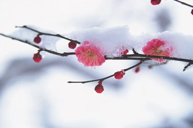 Early Spring Wallpapers   Wallpapers Cave