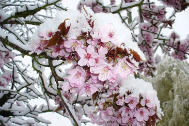 Early Spring Wallpapers Id: 10049h   Pacify Mind