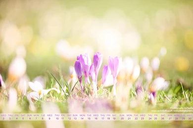 Early Spring   March Wallpapers