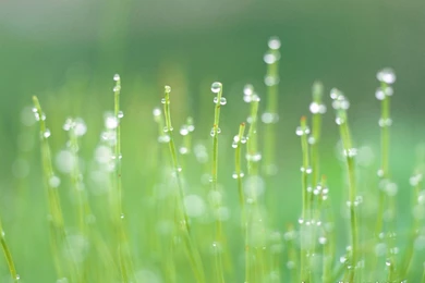 Early Spring Scene Wallpapers 1024x768 NO.7 Desktop Wallpapers ...