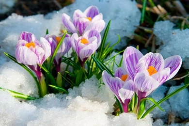 Early Spring Flowers Wallpapers