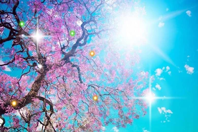 Early Spring Nature   Android Apps And Tests   AndroidPIT