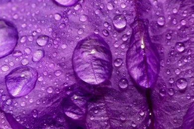 Purple Flowers Images And Wallpapers Download