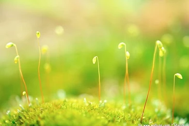 Early Spring Scene Wallpapers   Wallcoo.net