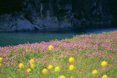 Download Wallpapers Early Spring Flowers (1366 X 768). Desktop ...