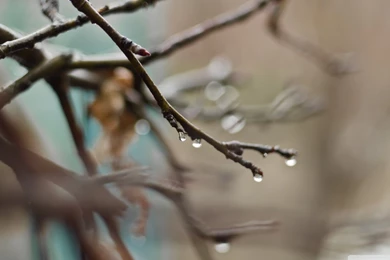 Spring HD Desktop Wallpapers : Fullscreen : Mobile : Dual Monitor