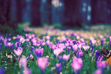 Spring Flowers Backgrounds   Wallpapers Cave