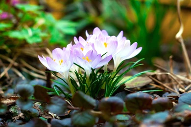 Brazil Beach Wallpapers : Nature Wallpapers   LocaLwom